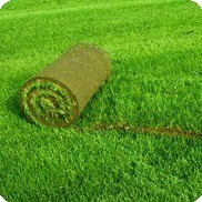 Как выбрать траву для газона: практические советы и рекомендации. Виды газонных трав: фото и описание Одна культура или травосмесь: что лучше
