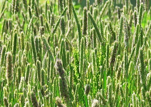 тимофеевка трава кормовая