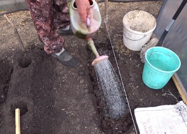 Как посадить клубнику под спанбонд