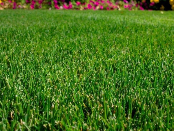 Мятлик Барон фото характеристики особенности выращивания газонной травы